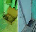 В Новомосковске неизвестный подбросил в подъезд дома черепах