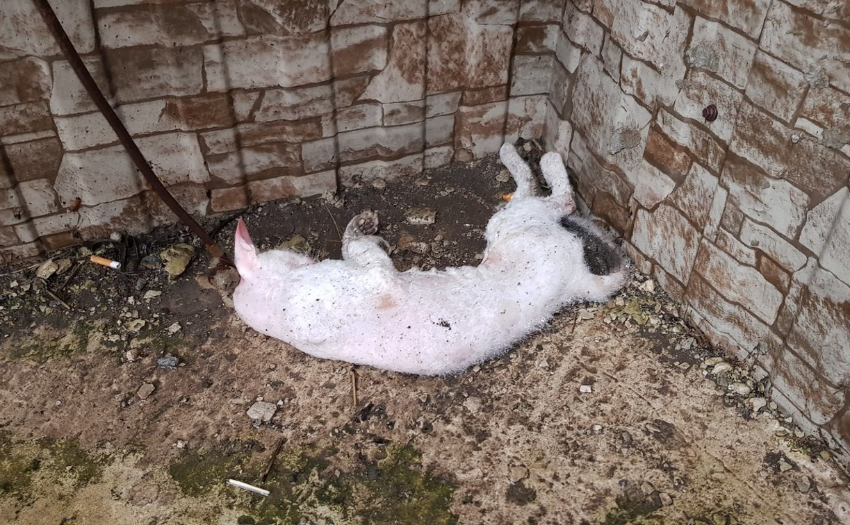 Очевидцы: кимовчанин выбросил кошку породы сфинкс умирать на морозе