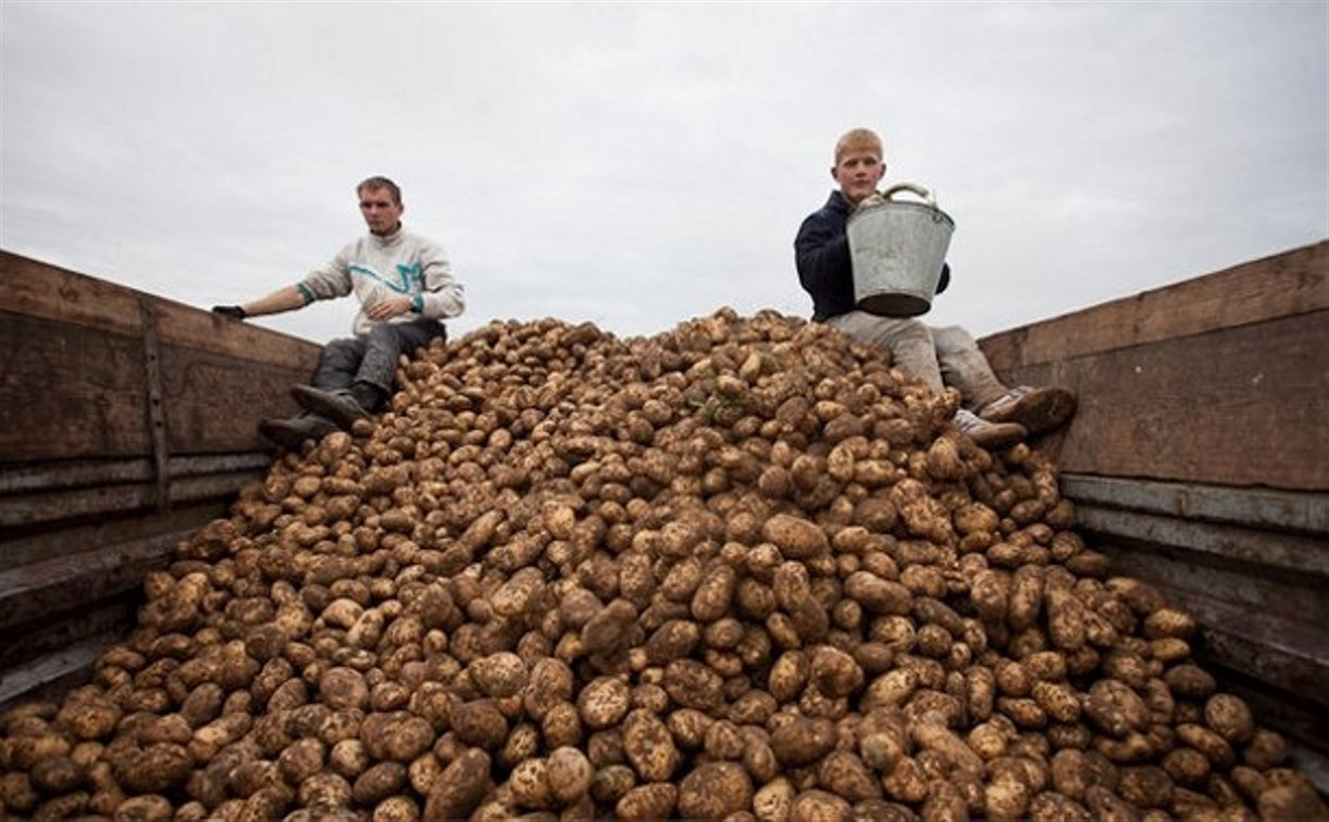 Российских студентов хотят снова отправлять «на картошку»