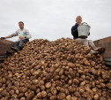 Российских студентов хотят снова отправлять «на картошку»