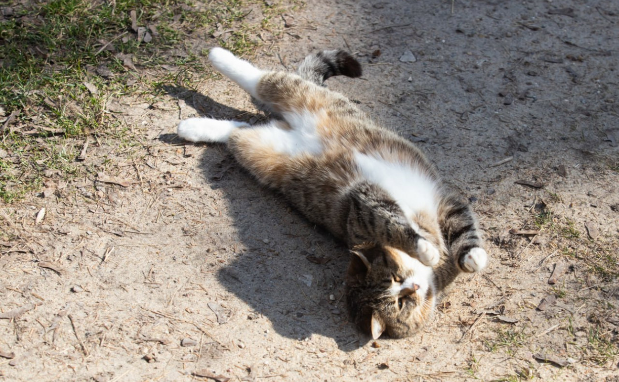 Погода в Туле 26 марта: утром скользко, а днём – тепло
