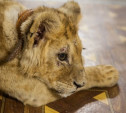 В Госдуме рассмотрят закон о запрете контактных зоопарков