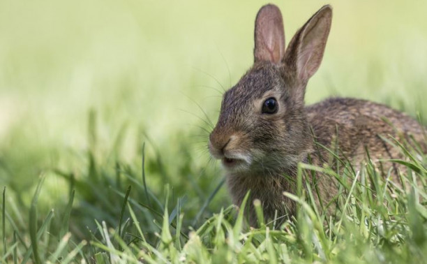 Самое милое видео дня: в Левобережном поселились зайцы