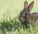 Самое милое видео дня: в Левобережном поселились зайцы