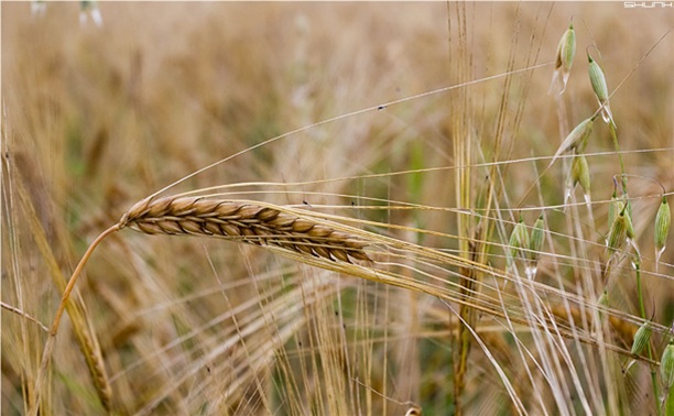 В России официально разрешена посадка ГМО-зерновых