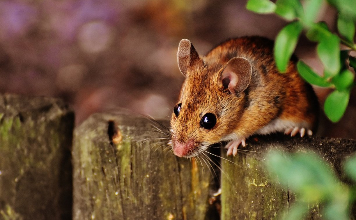 В Тульской области резко выросло число заболевших мышиной лихорадкой
