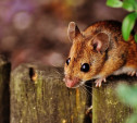 В Тульской области резко выросло число заболевших мышиной лихорадкой