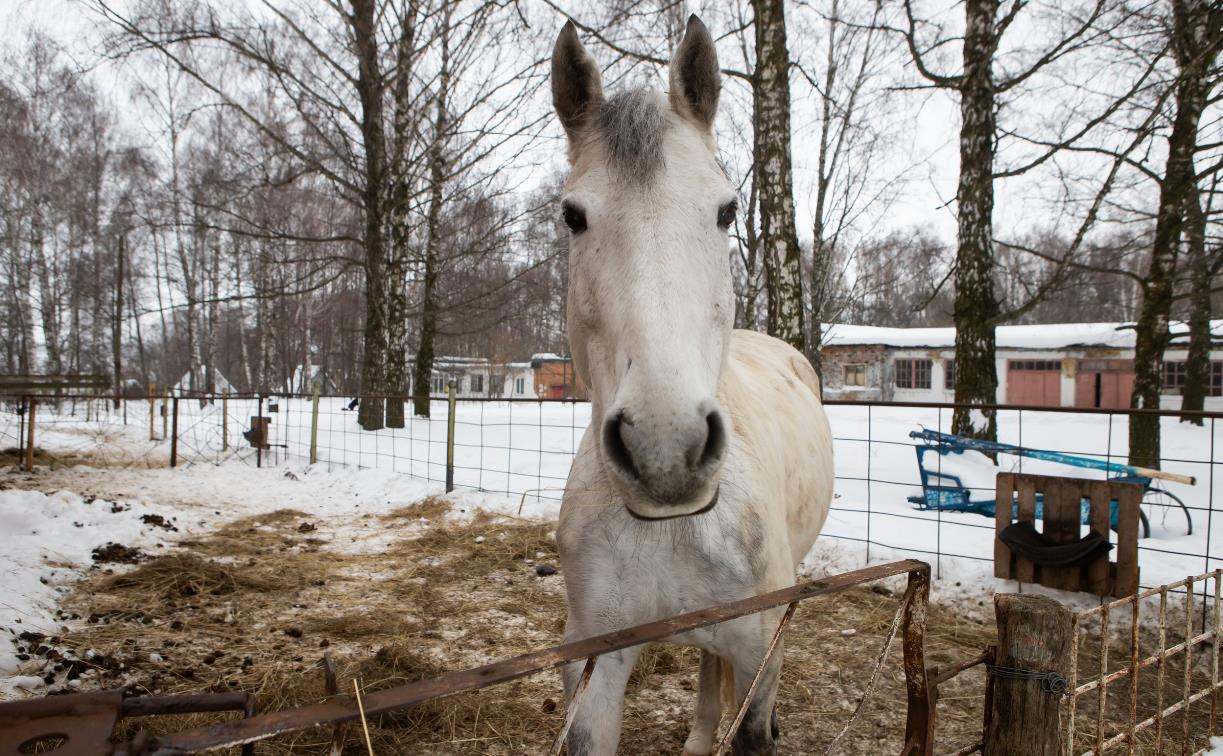 Иппотерапия в Новомосковске: как лошади помогают детям и взрослым с особенностями здоровья 