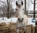 Иппотерапия в Новомосковске: как лошади помогают детям и взрослым с особенностями здоровья 