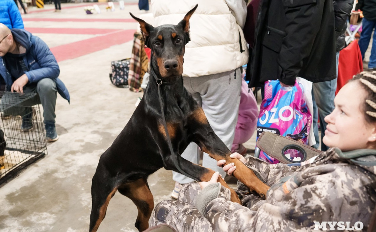 В Россельхознадзоре рассказали тулякам, как избежать ошибок при перевозке животных
