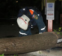 С улиц Тулы убрали почти 200 поваленных деревьев