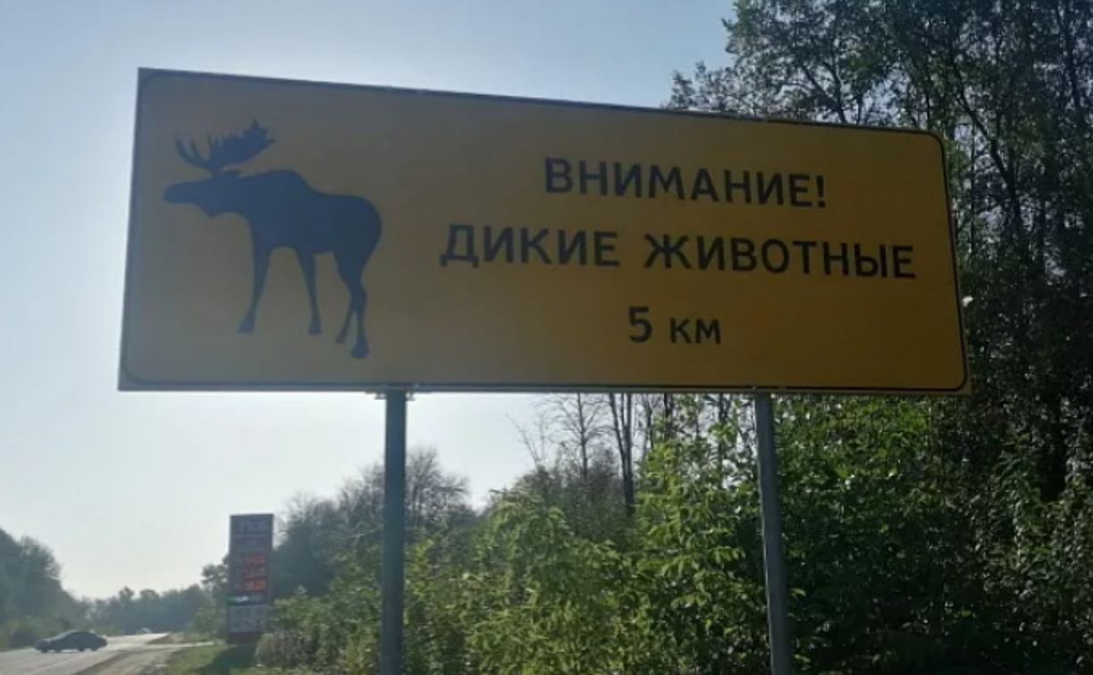 Минприроды предупредило водителей о появлении диких животных на дорогах Тульской области