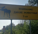 Минприроды предупредило водителей о появлении диких животных на дорогах Тульской области