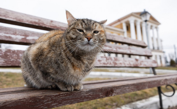 В Госдуме предложили ограничить количество питомцев в квартире