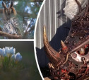 Антипаника от читателей Myslo: носорожка стим-панк, ушастая сова и весенние цветы
