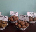 Тульская область может производить картофельные чипсы