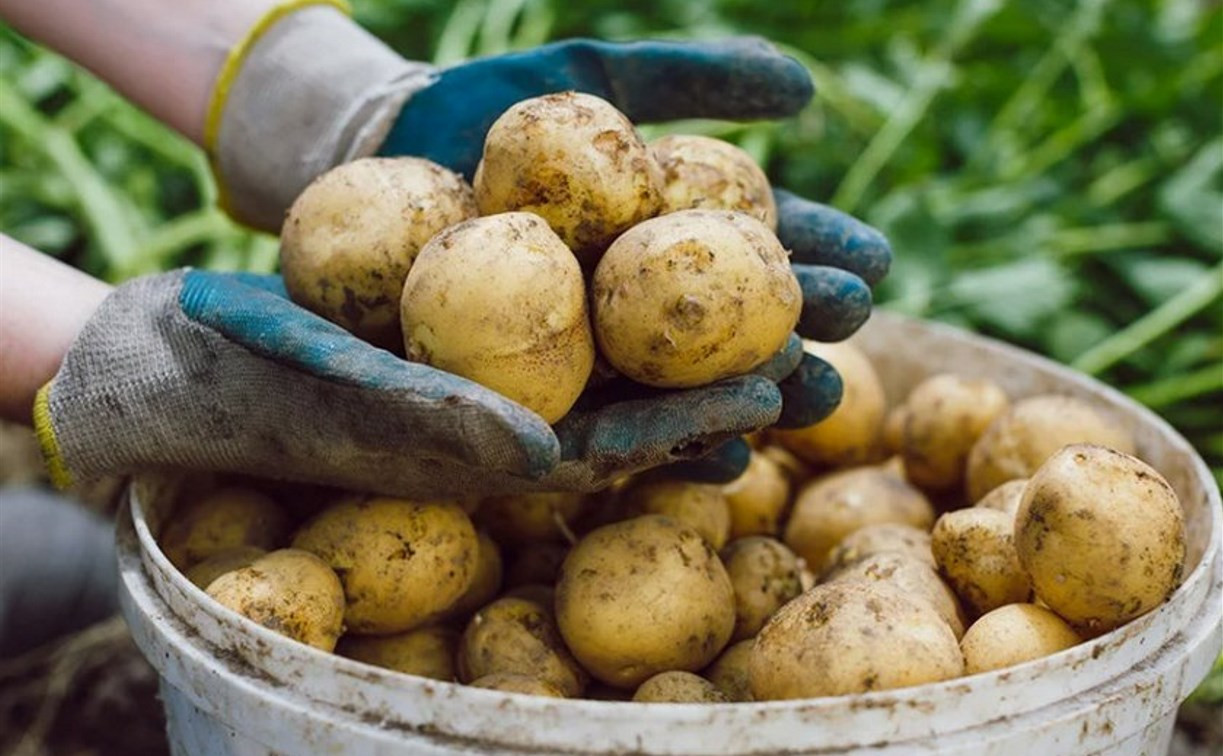 Тульская область – на втором месте в стране по урожаю картофеля