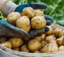 Тульская область – на втором месте в стране по урожаю картофеля