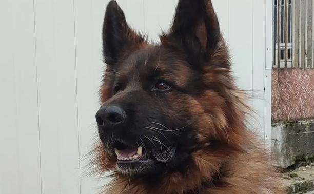 Служебный пёс Кай вышел на пенсию и ищет хозяина