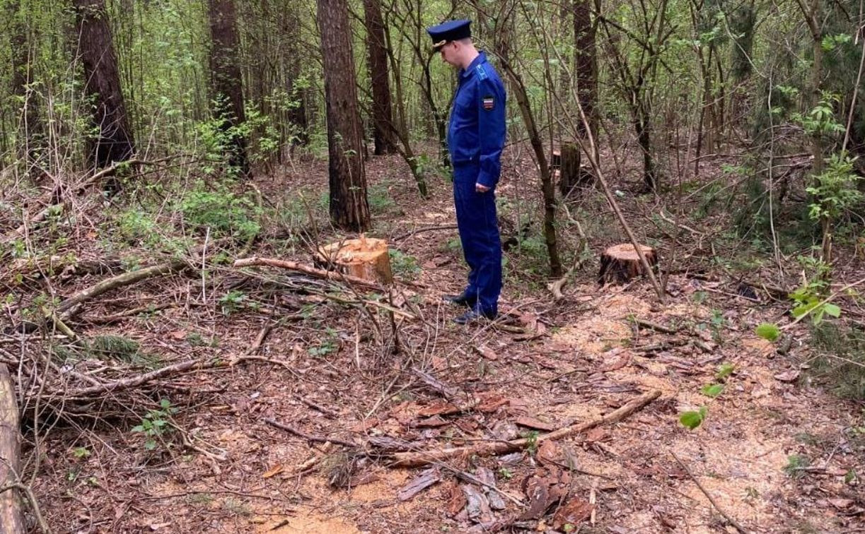 В Тульской области двое мужчин незаконно вырубили 12 сосен
