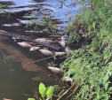 Эксперты выясняют причины гибели рыбы в пруду богородицкой усадьбы графов Бобринских