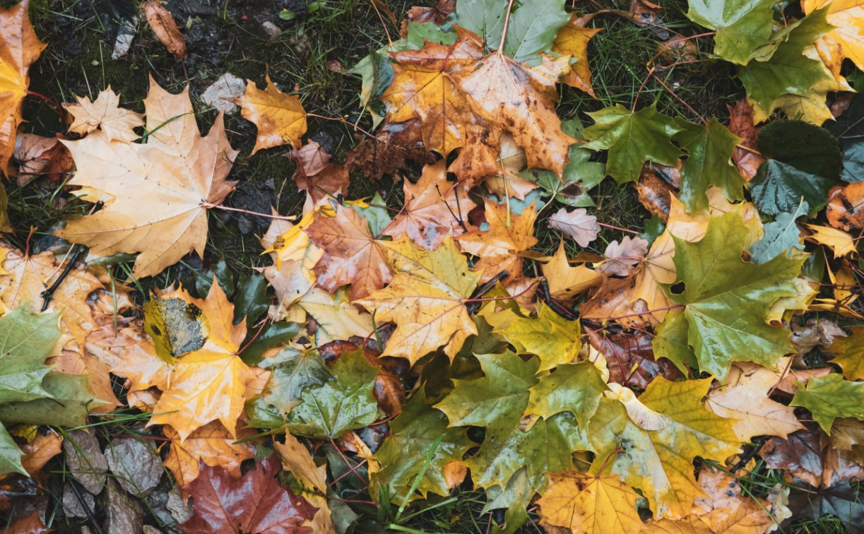 Конец октября в Центральной России окажется теплее нормы