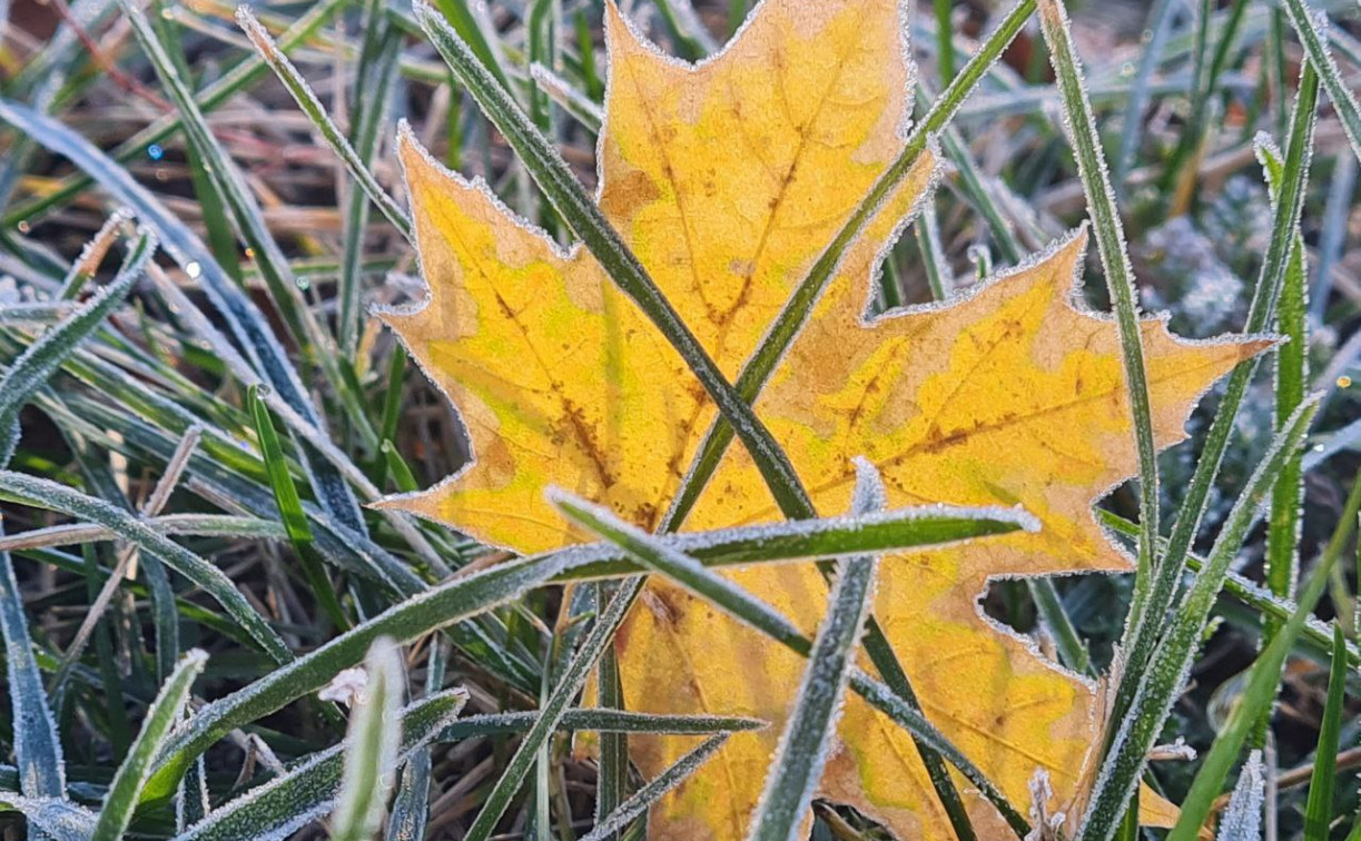 Погода в Туле 1 октября: ветрено и до 13 градусов тепла