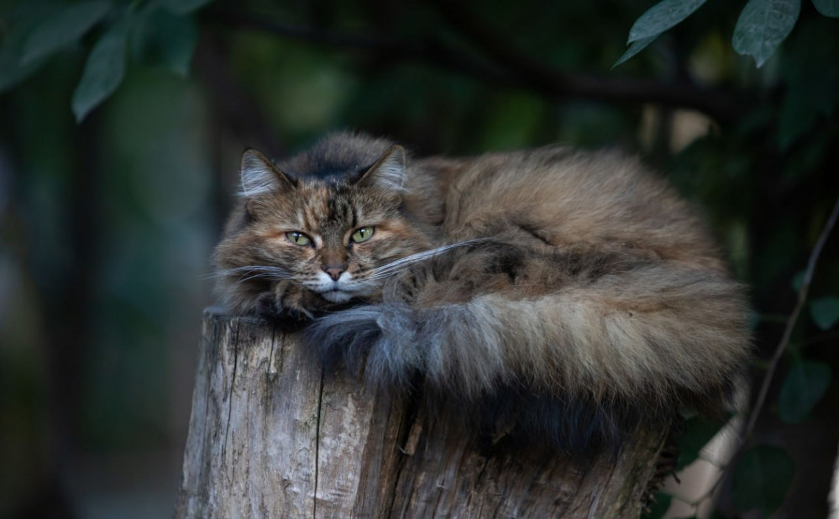 Погода в Туле 13 сентября: прохладно и без осадков