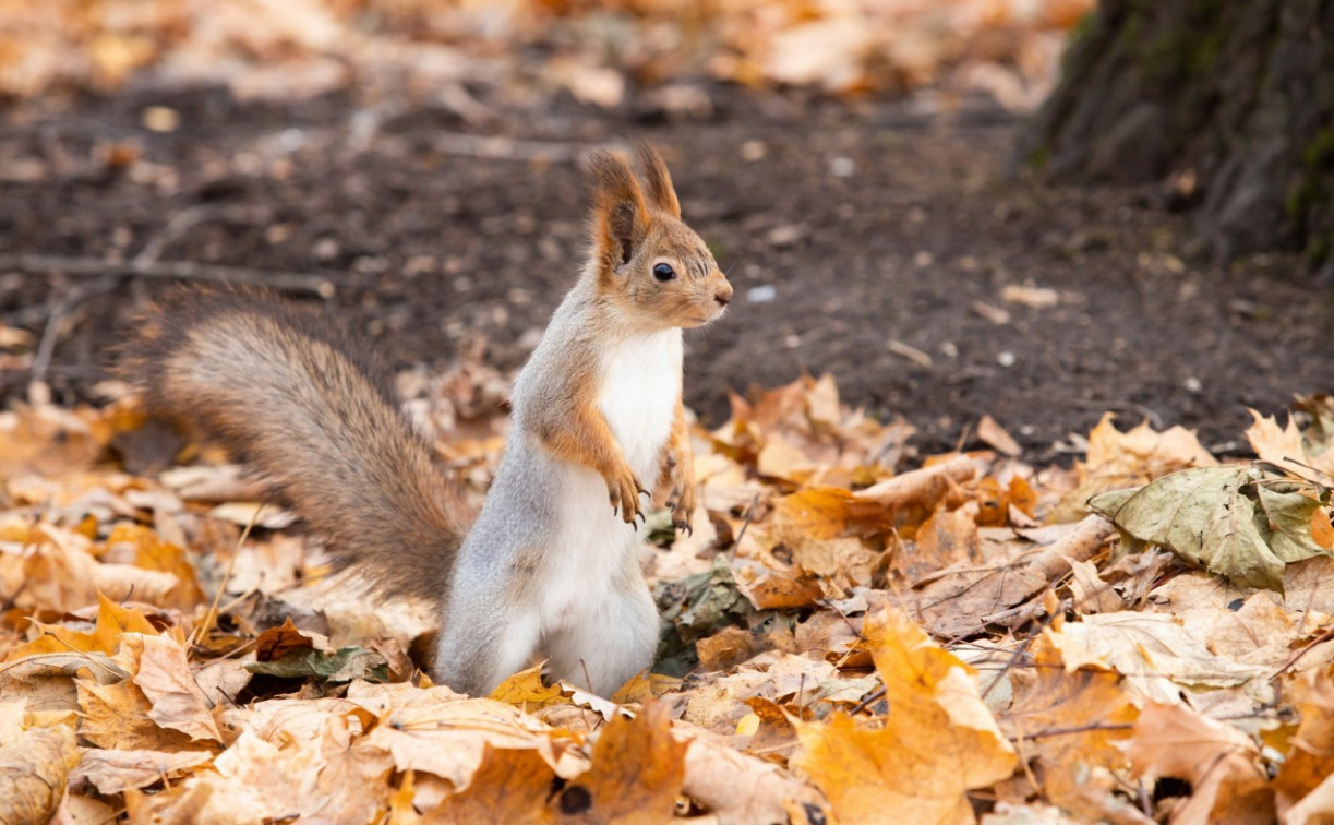 Погода в Туле 10 ноября: дождь и до +9 градусов