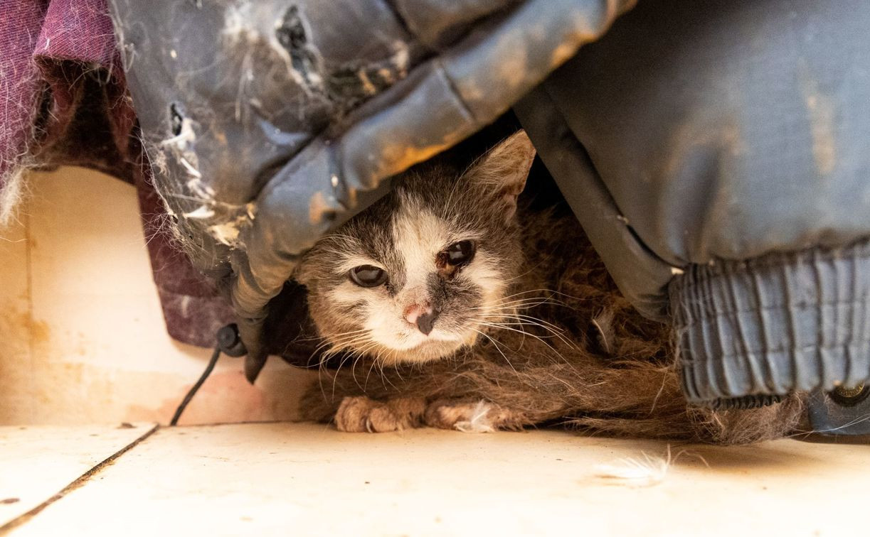 Тульские волонтеры спасают животных из щекинской квартиры с 15 кошками