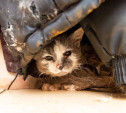 Тульские волонтеры спасают животных из щекинской квартиры с 15 кошками