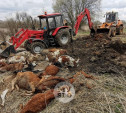 Массовая гибель скота в Тульской области: хозяин животных заплатит штрафы