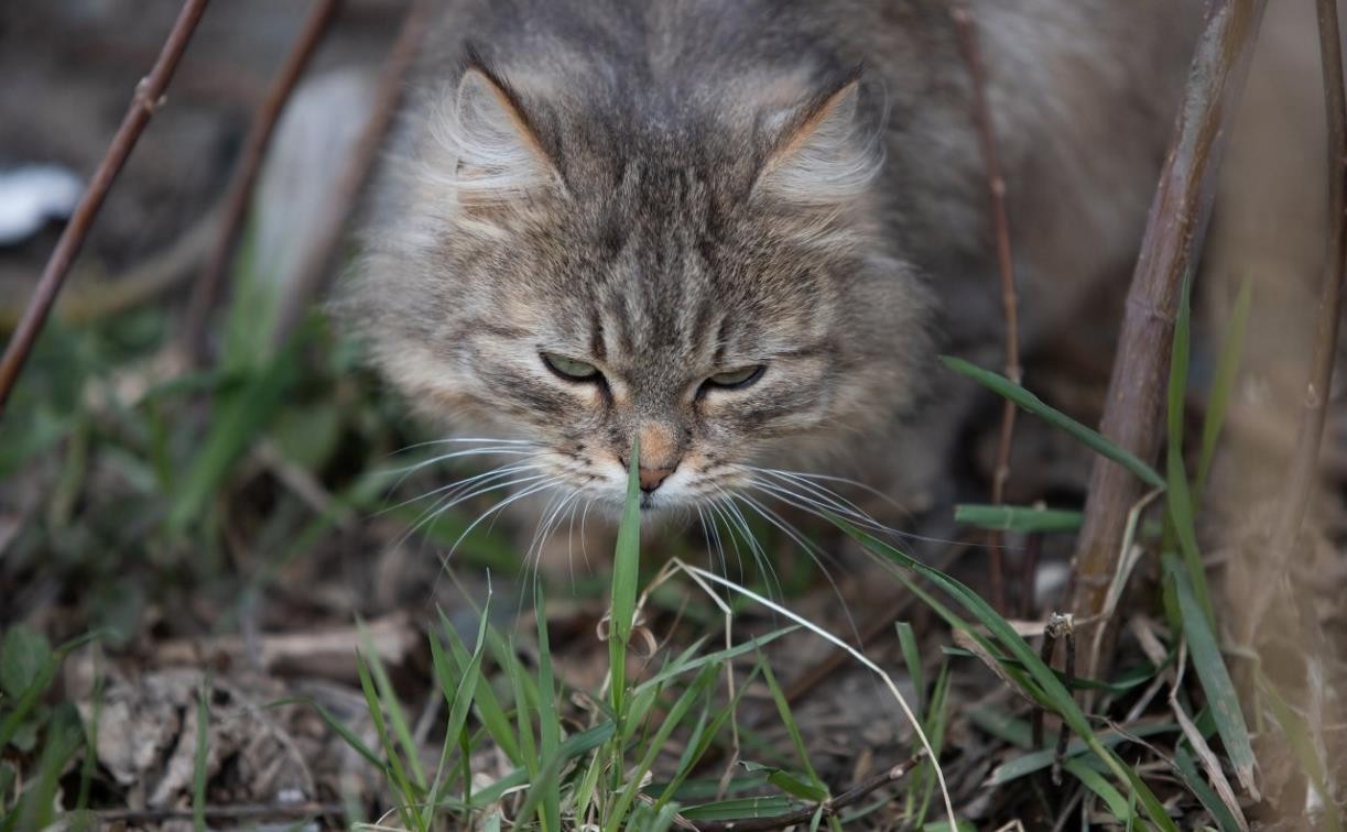 Погода в Туле 7 апреля: небольшой дождь и похолодание