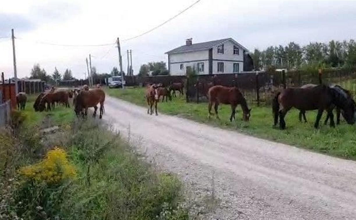 Жители села Частое о «лошадином» соседстве: «Мы боимся выйти на улицу!»