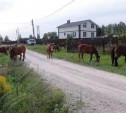 Жители села Частое о «лошадином» соседстве: «Мы боимся выйти на улицу!»