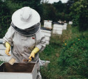 Названа причина массовой гибели пчел в России
