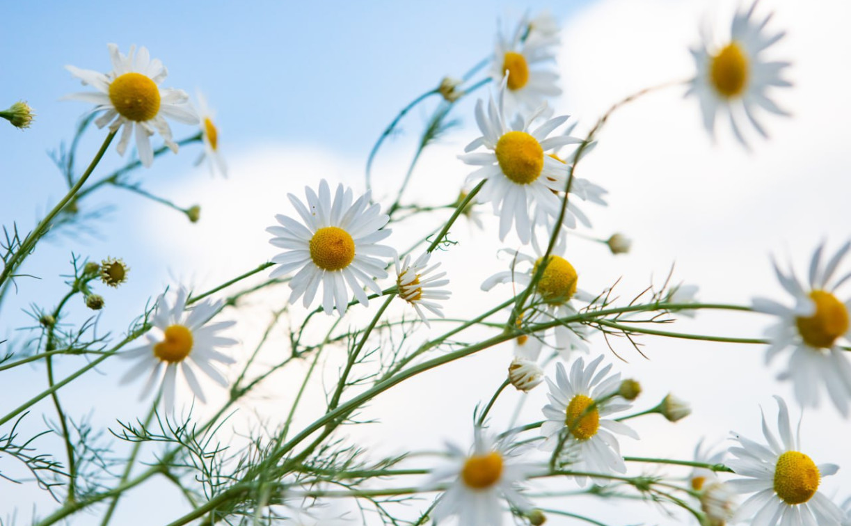 Погода в Туле 10 августа: до +25 градусов и без осадков