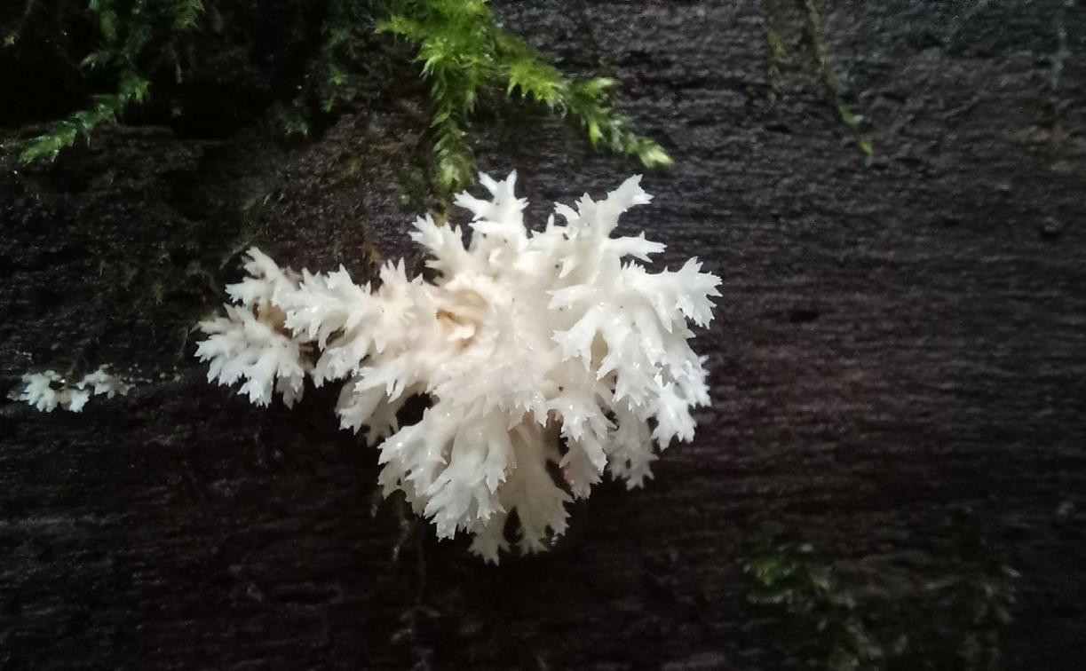 В лесах Тульской области после дождей вырос редкий краснокнижный гриб