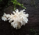В лесах Тульской области после дождей вырос редкий краснокнижный гриб