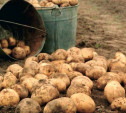 В Суворове двое рецидивистов украли 10 кг картошки