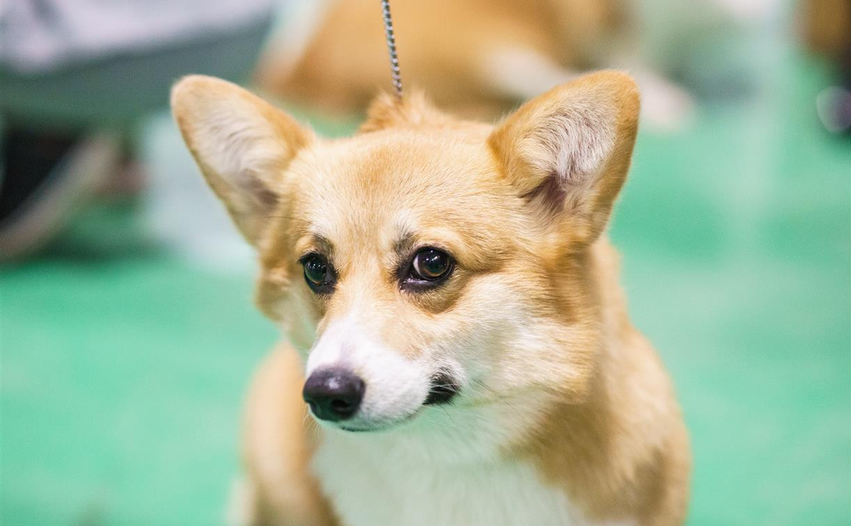 В Туле состоялась выставка собак всех пород: фоторепортаж