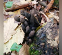 В тульском лесу грибники нашли «пальцы мертвеца»