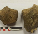 При раскопках Тульского кремля найдена кость верблюда XVI века