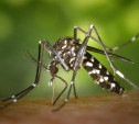 Житель Тулы привез из Таиланда лихорадку денге