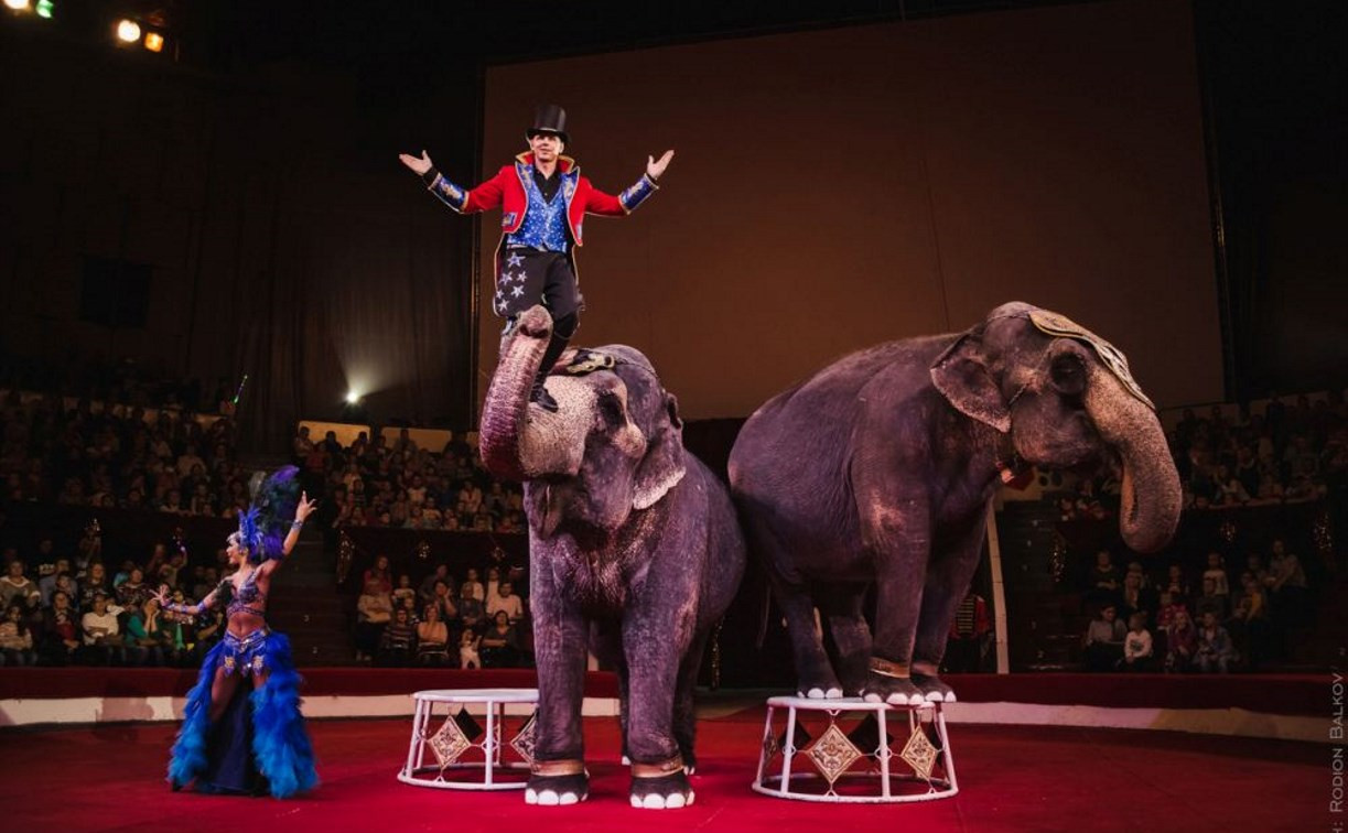 «Шоу слонов» в Тульском цирке: успей купить билет на премьеру по спеццене!