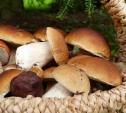 Минсельхоз хочет регулировать сбор грибов и диких ягод