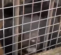 Медведей из зоопарка «мытищинского стрелка» перевезут в Тульскую область