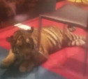 Руководство контактного зоопарка в тульском ТЦ назвало видео с тигренком провокацией