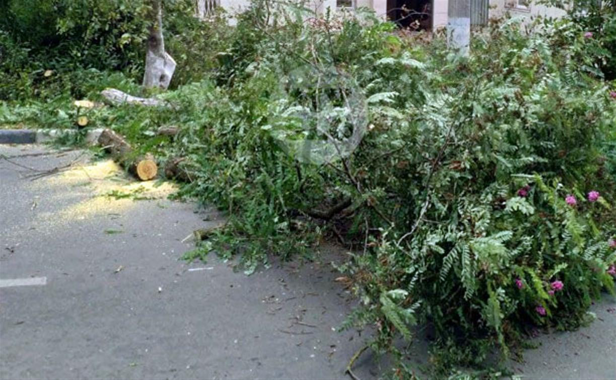 Читатель о вырубке деревьев на ул. Революции: «Была красивая зеленая улица, а теперь…»