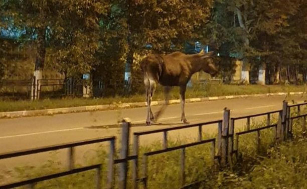 В Алексине к людям вышел лось: видео